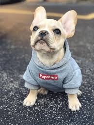 Pet Apparel